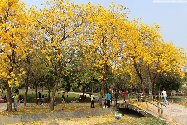 台中豐富公園：台中豐富公園✪黃金風鈴木~我也趕上了~104.03.08