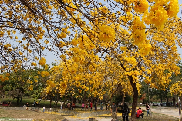 台中豐富公園：台中豐富公園✪黃金風鈴木~我也趕上了~104.03.08