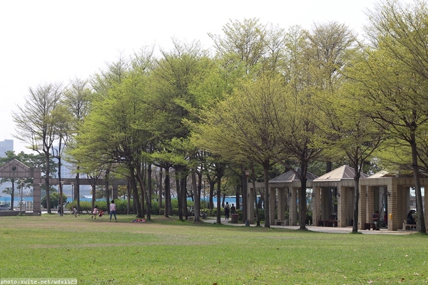 台中豐富公園：台中豐富公園✪黃金風鈴木~我也趕上了~104.03.08