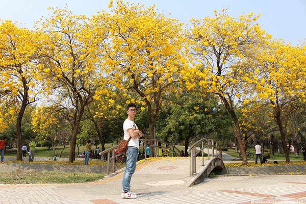 台中豐富公園：台中豐富公園✪黃金風鈴木~我也趕上了~104.03.08