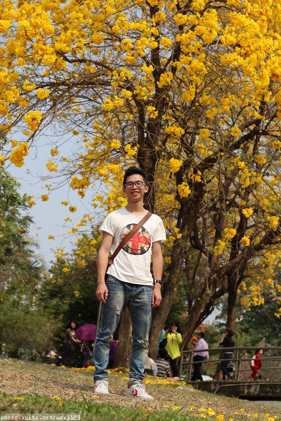 台中豐富公園：台中豐富公園✪黃金風鈴木~我也趕上了~104.03.08