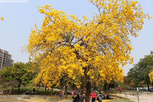 台中豐富公園：台中豐富公園✪黃金風鈴木~我也趕上了~104.03.08