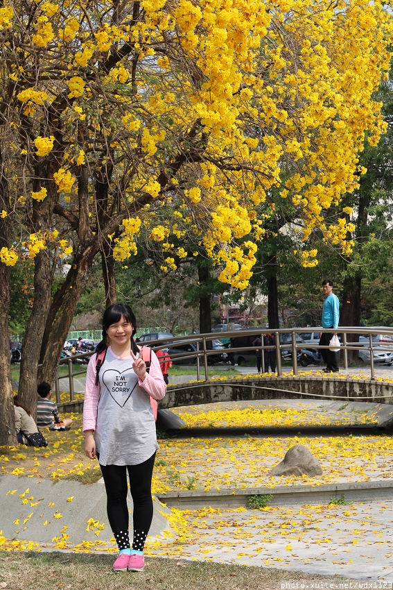 台中豐富公園：台中豐富公園✪黃金風鈴木~我也趕上了~104.03.08