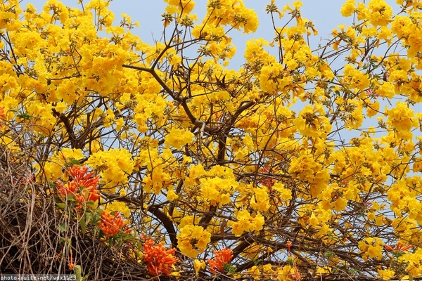 台中豐富公園：台中豐富公園✪黃金風鈴木~我也趕上了~104.03.08