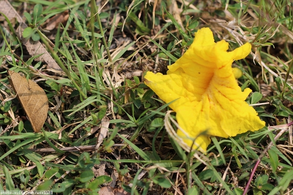 台中豐富公園：台中豐富公園✪黃金風鈴木~我也趕上了~104.03.08