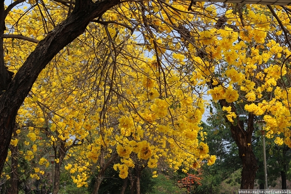 台中豐富公園：台中豐富公園✪黃金風鈴木~我也趕上了~104.03.08