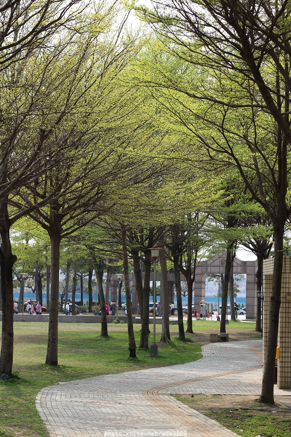 台中豐富公園：台中豐富公園✪黃金風鈴木~我也趕上了~104.03.08