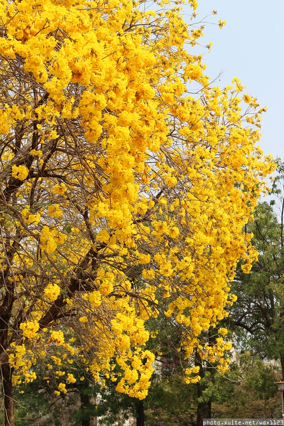 台中豐富公園：台中豐富公園✪黃金風鈴木~我也趕上了~104.03.08