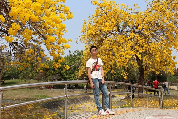 台中豐富公園：台中豐富公園✪黃金風鈴木~我也趕上了~104.03.08