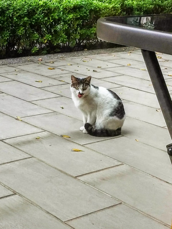 GEMI Cafe：桃園市桃園區 [Gemi cafe 袋鼠咖啡] 澳洲渡假瘋咖啡館