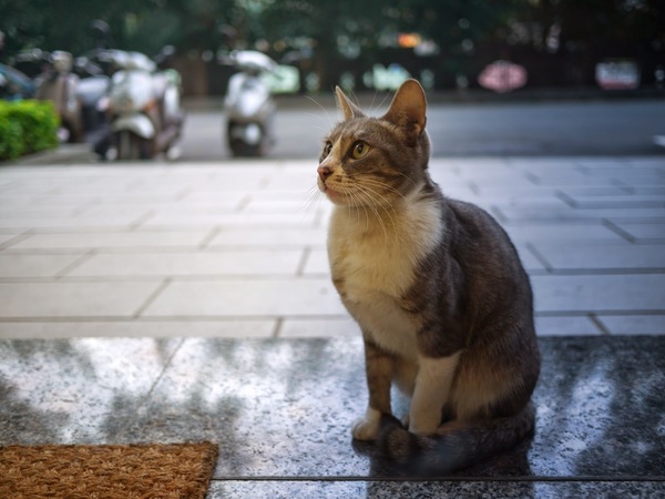 GEMI Cafe：桃園市桃園區 [Gemi cafe 袋鼠咖啡] 澳洲渡假瘋咖啡館