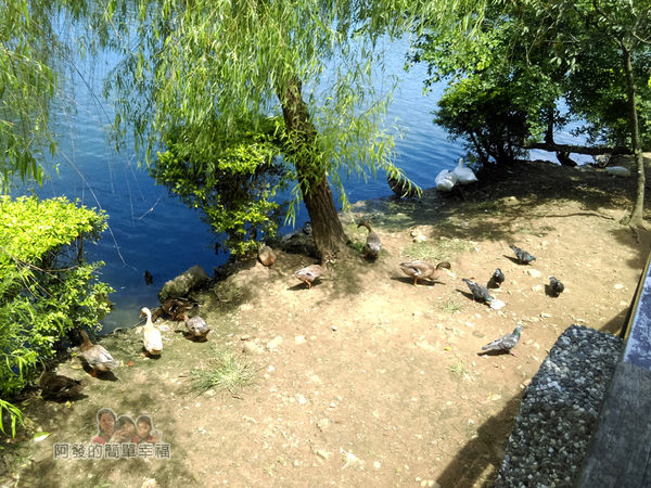 龍潭大池29-滿月橋下的鳥禽