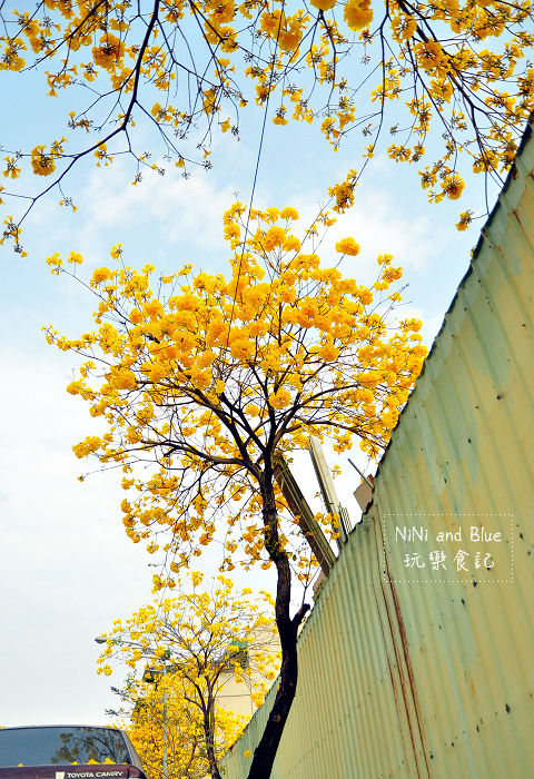 內興國小黃金風鈴木09.jpg