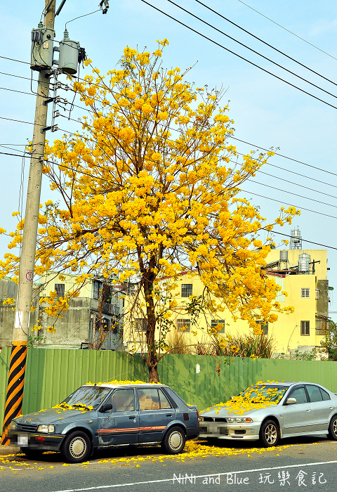 內興國小黃金風鈴木04.jpg