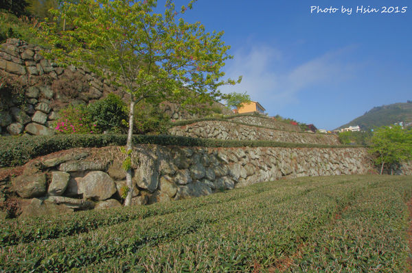 隙頂生力農場二館銪茗堂
