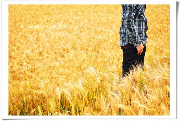 大雅麥田照21.jpg
