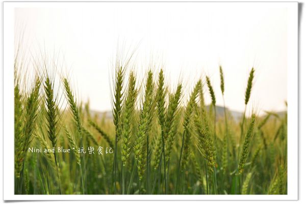大雅麥田照37.jpg
