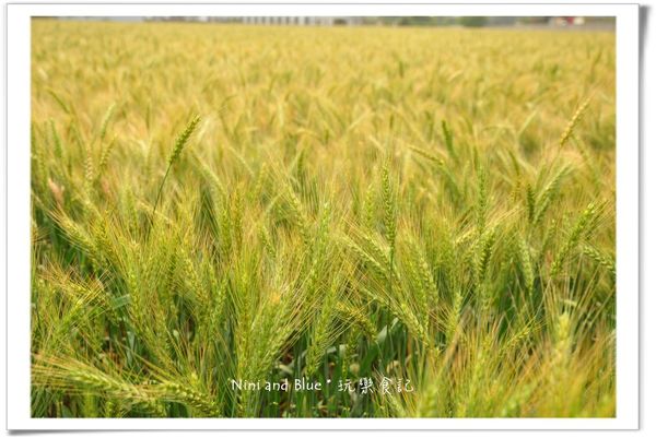 大雅麥田照38.jpg