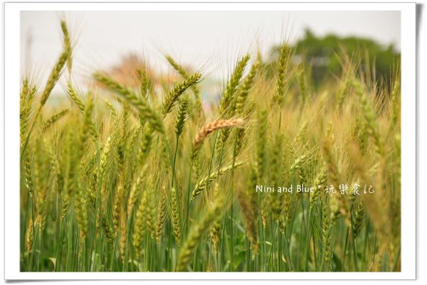大雅麥田照39.jpg