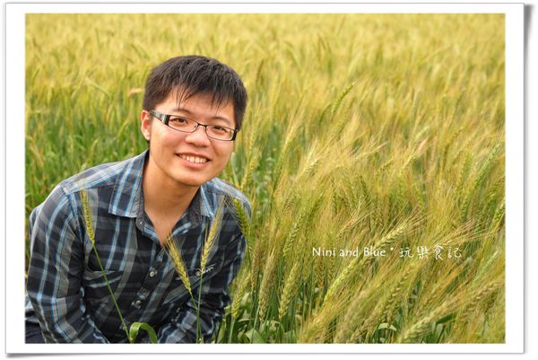 大雅麥田照02.jpg