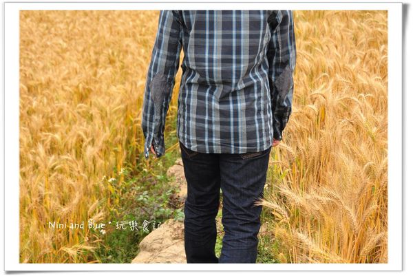 大雅麥田照28.jpg