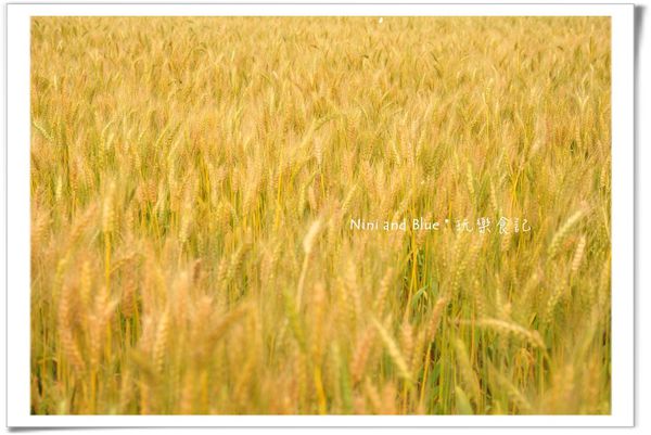 大雅麥田照07.jpg