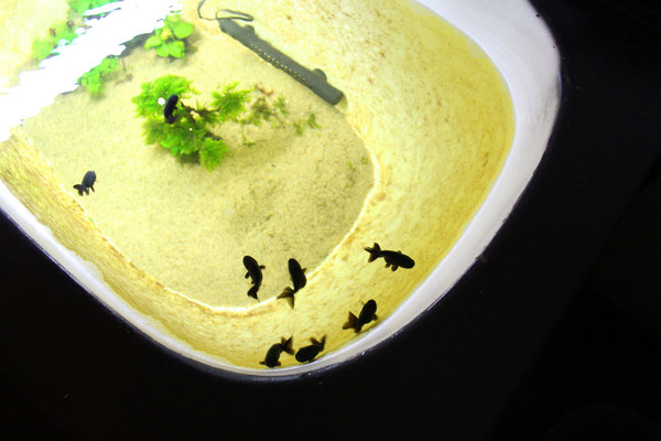 公不一漢堡店「這是一間漢堡店」：[台南]手工漢堡肉 大口吃肉的滿足 公不一漢堡店「這是一間漢堡店」