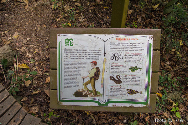 柴山步道:【遊記】{高雄。鼓山區}與猴子一起在柴山步道大健走