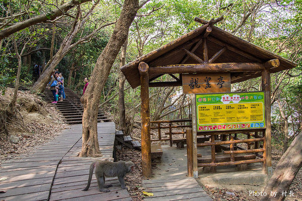 柴山步道:【遊記】{高雄。鼓山區}與猴子一起在柴山步道大健走