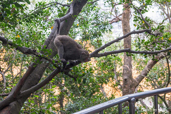 柴山步道:【遊記】{高雄。鼓山區}與猴子一起在柴山步道大健走