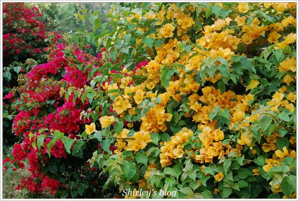 嘉義射日塔：嘉義‧射日塔