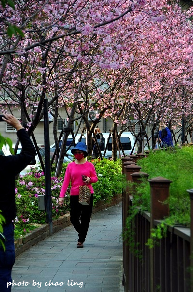 土城希望之河-10.JPG - 2016春暖花開