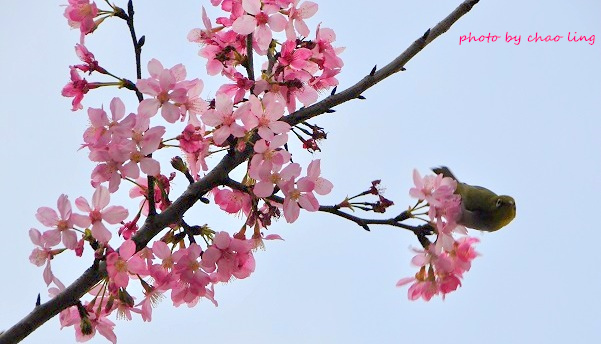 土城希望之河-15.JPG - 2016春暖花開