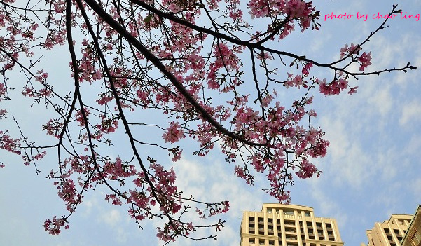 土城希望之河-14.JPG - 2016春暖花開