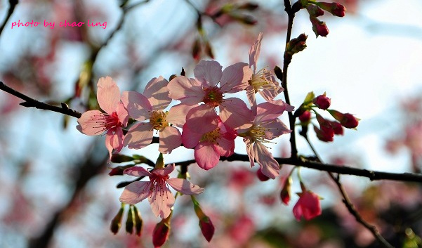 土城希望之河-18.JPG - 2016春暖花開