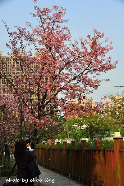 土城希望之河-29.JPG - 2016春暖花開