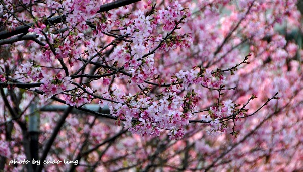 土城希望之河-16.JPG - 2016春暖花開