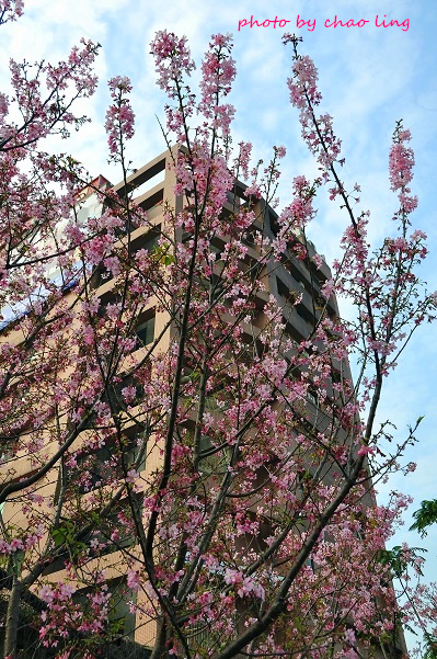 土城希望之河-28.JPG - 2016春暖花開