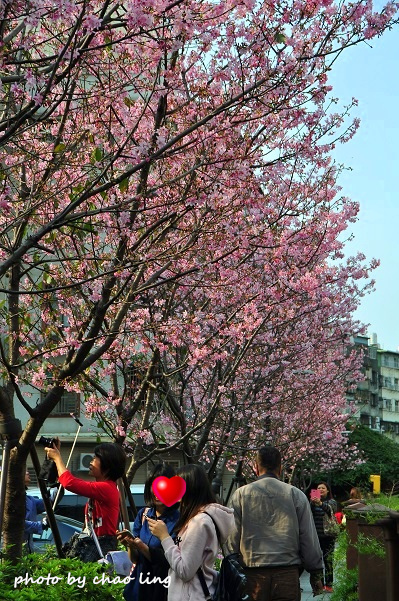 土城希望之河-12.JPG - 2016春暖花開