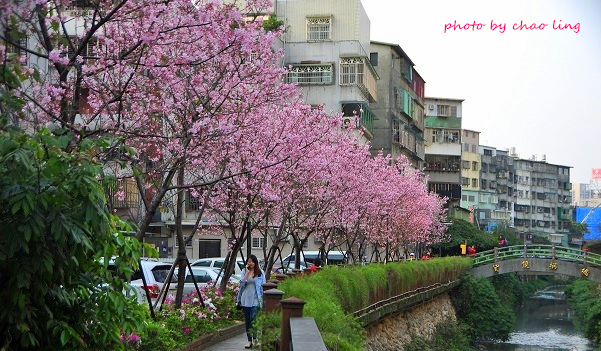 土城希望之河-23.JPG - 2016春暖花開