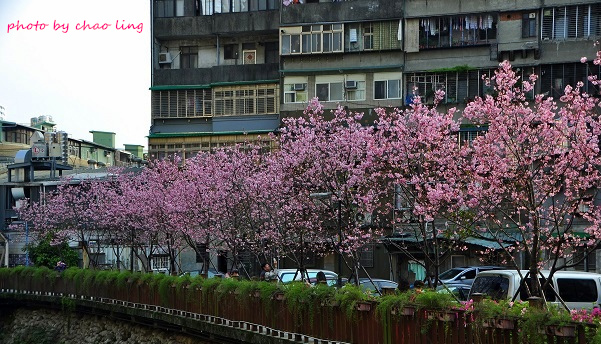 土城希望之河-24.JPG - 2016春暖花開