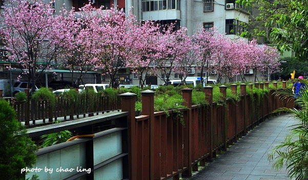 土城希望之河-5.JPG - 2016春暖花開