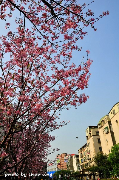 土城希望之河-9.JPG - 2016春暖花開