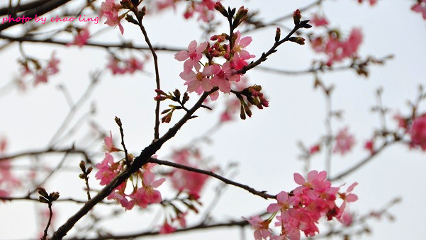 土城希望之河-20.JPG - 2016春暖花開