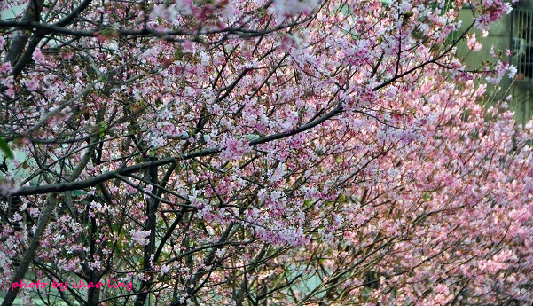 土城希望之河-17.JPG - 2016春暖花開