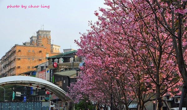 土城希望之河-22.JPG - 2016春暖花開