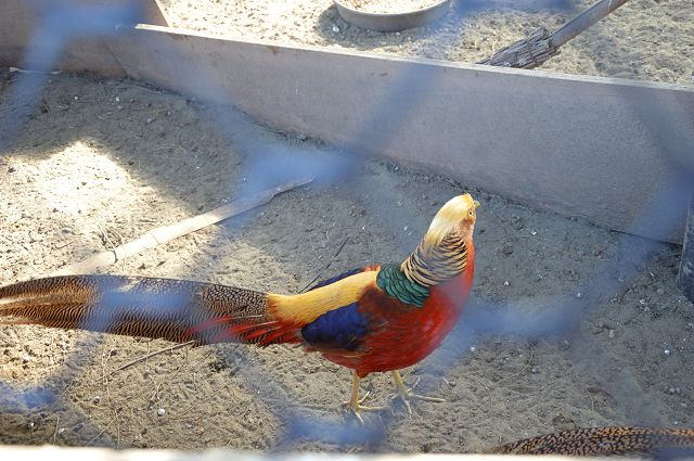 椰庭景觀餐廳34