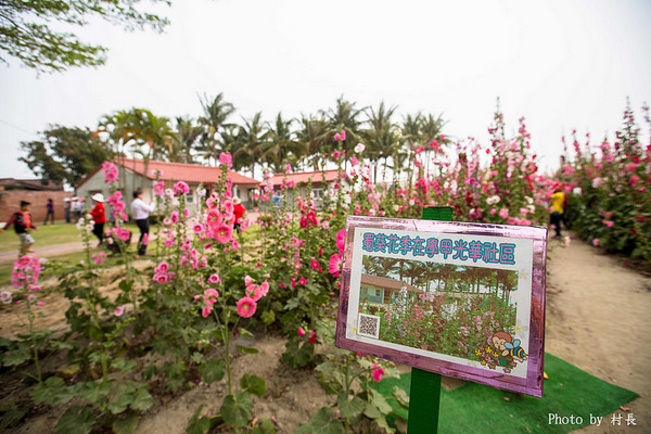 光華里蜀葵花田:【遊記】{台南。學甲區}學甲人的後花園有爭奇鬥豔的蜀葵