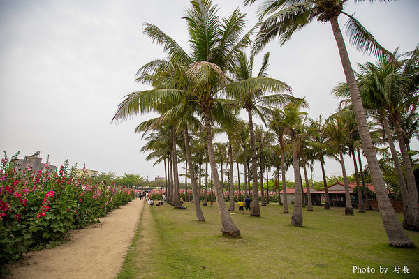 光華里蜀葵花田:【遊記】{台南。學甲區}學甲人的後花園有爭奇鬥豔的蜀葵