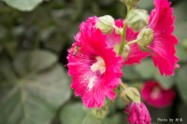 光華里蜀葵花田:【遊記】{台南。學甲區}學甲人的後花園有爭奇鬥豔的蜀葵